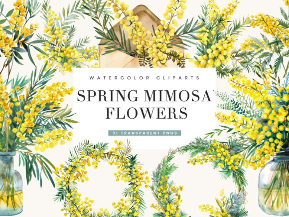 Capturing Spring’s Essence with Watercolor Spring Mimosa Flowers Clipart