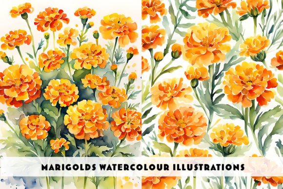 Marigold Flowers Watercolour Duo for Design